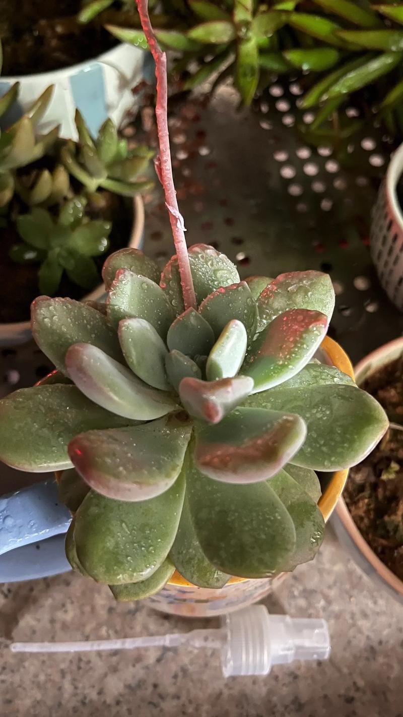 多肉叶心现白色油状絮状是何故？-第2张图片-吾爱花网