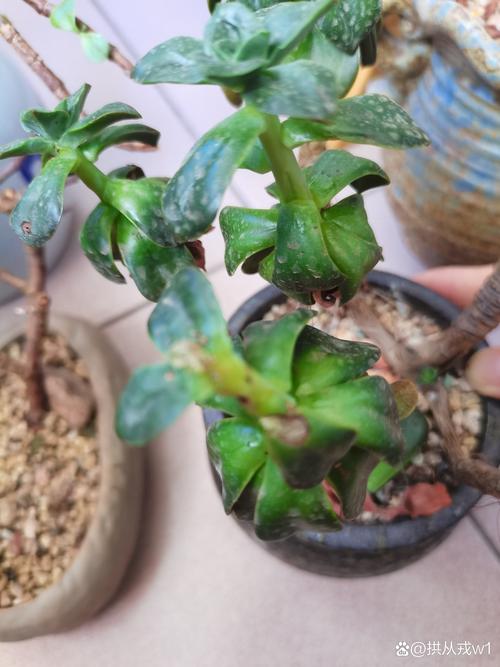 多肉叶心现白色油状絮状是何故？-第3张图片-吾爱花网
