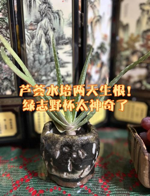 芦荟切段水培怎么生根最快？-第2张图片-吾爱花网