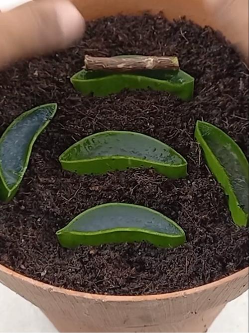 芦荟切段水培怎么生根最快？-第3张图片-吾爱花网