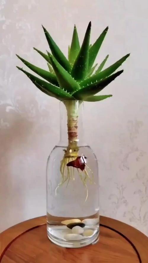 芦荟切段水培怎么生根最快？-第1张图片-吾爱花网