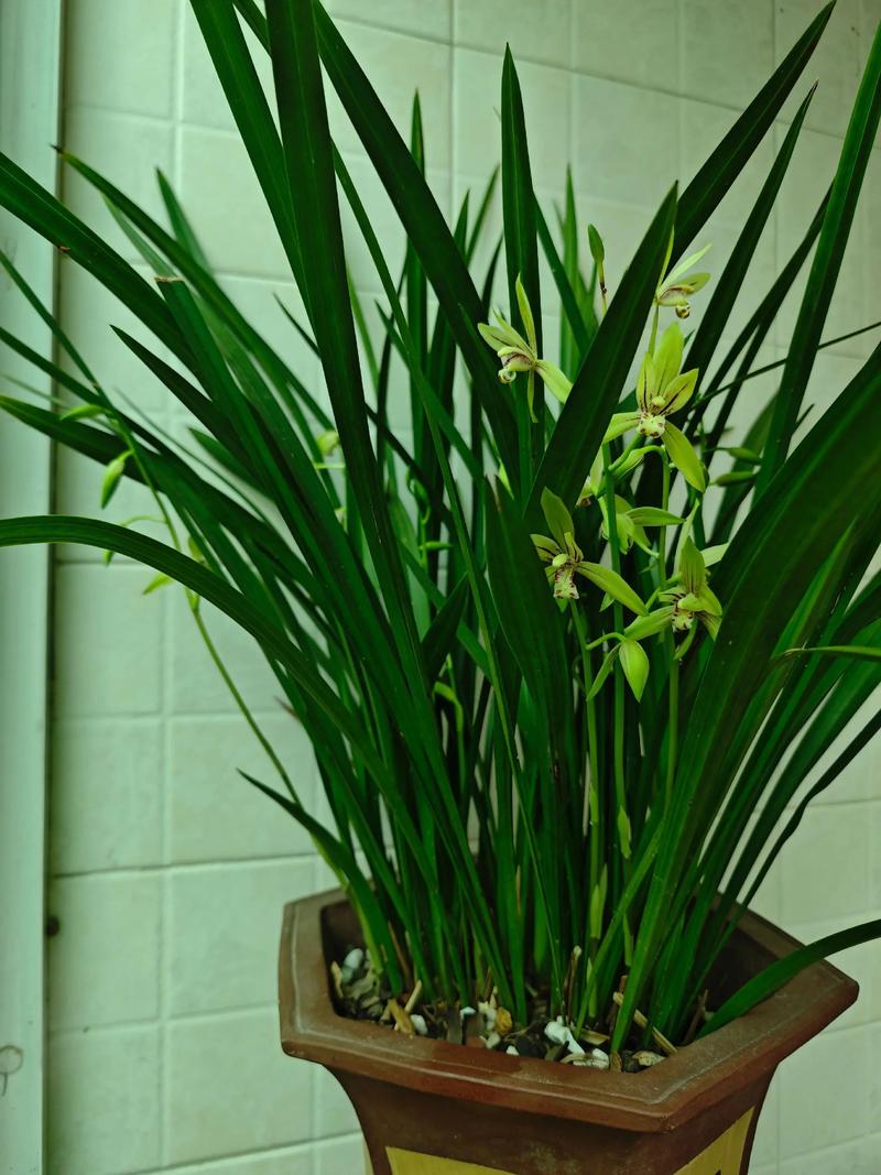 盆栽幽兰花有何独特魅力与养护技巧？-第1张图片-吾爱花网