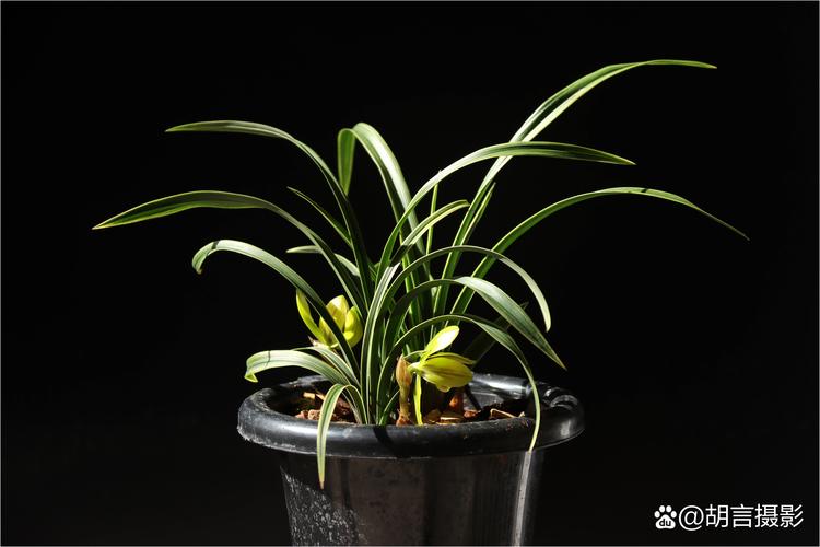 盆栽幽兰花有何独特魅力与养护技巧？-第2张图片-吾爱花网