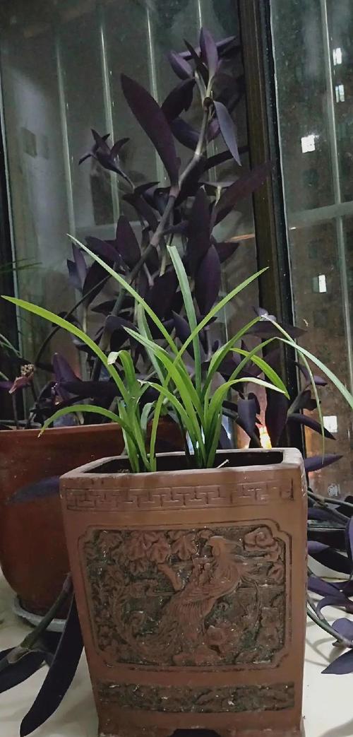 盆栽幽兰花有何独特魅力与养护技巧？-第3张图片-吾爱花网