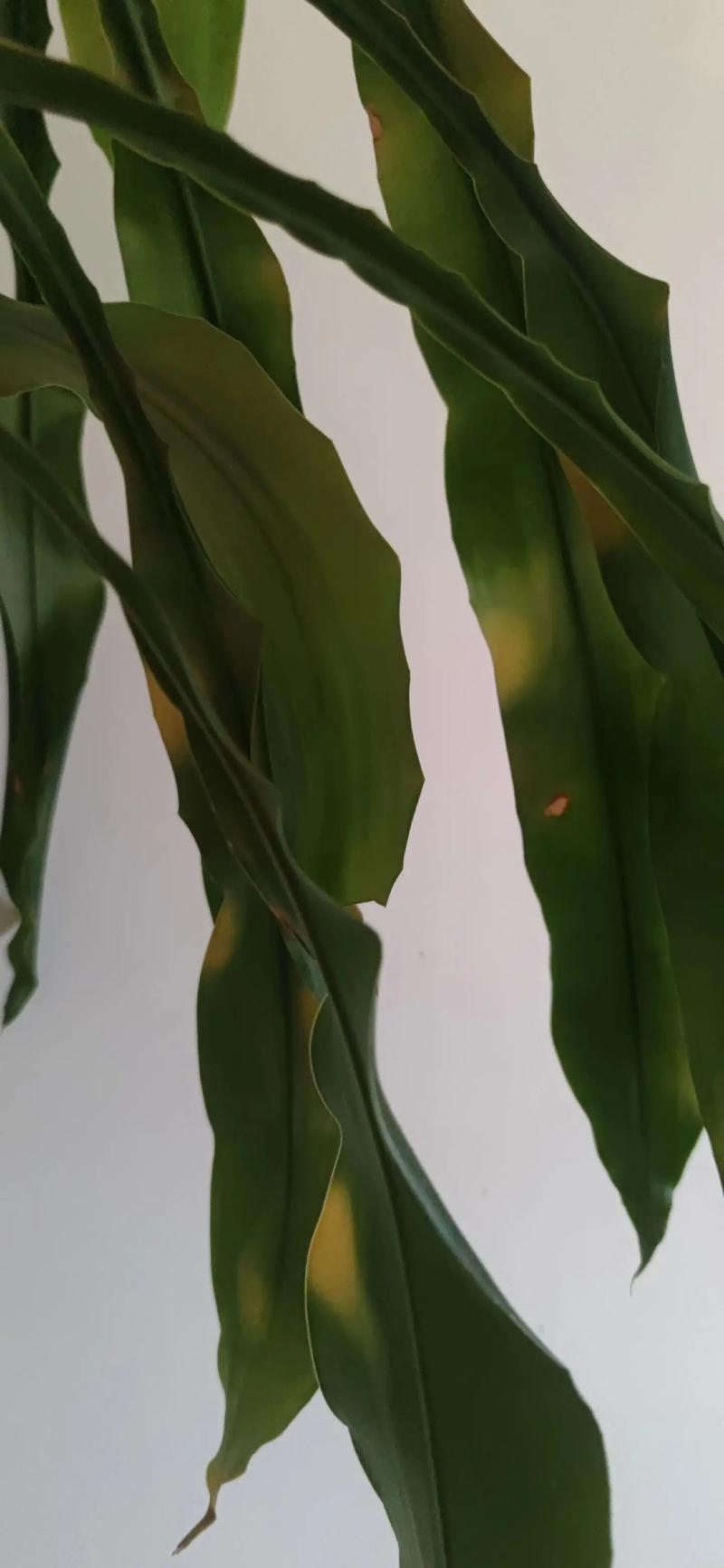 水培巴西木叶子黄黑咋办？-第2张图片-吾爱花网