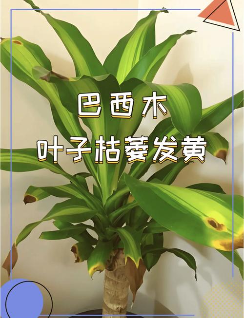 水培巴西木叶子黄黑咋办？-第1张图片-吾爱花网