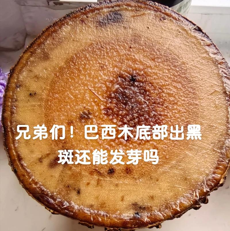 水培巴西木叶子黄黑咋办？-第3张图片-吾爱花网