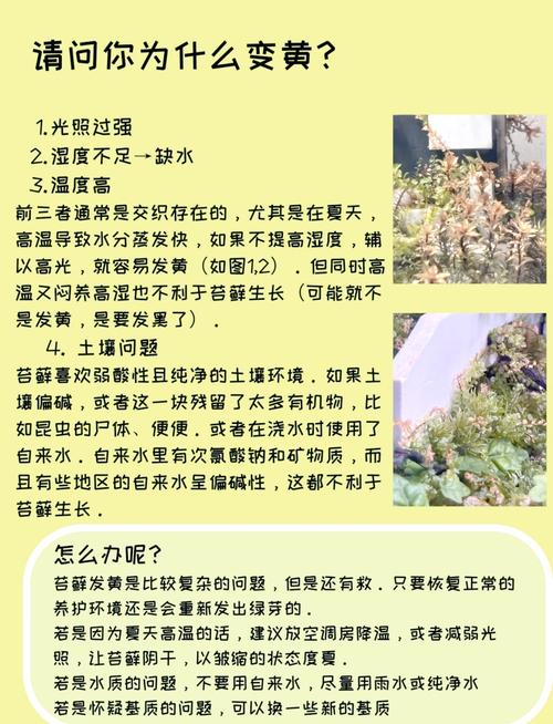 盆栽土壤酸度怎么快速增加?-第1张图片-吾爱花网 盆栽土壤酸度怎么快速增加?-第1张图片-吾爱花网