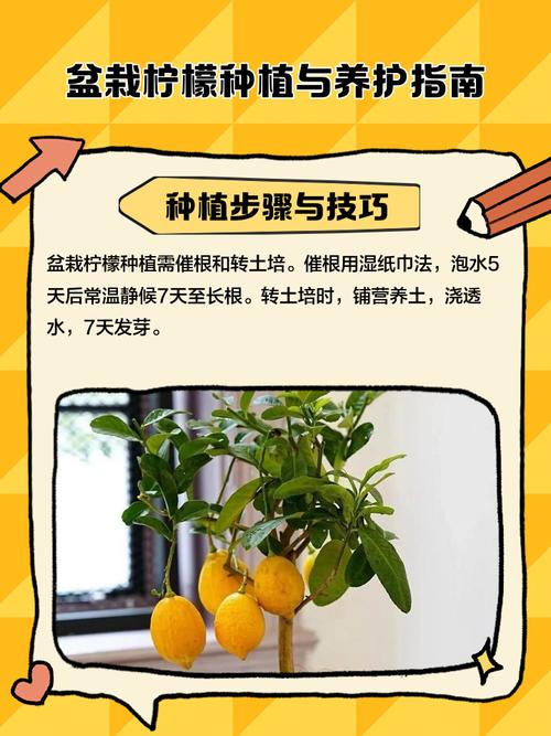 盆栽土壤酸度怎么快速增加?-第2张图片-吾爱花网 盆栽土壤酸度怎么快速增加?-第2张图片-吾爱花网