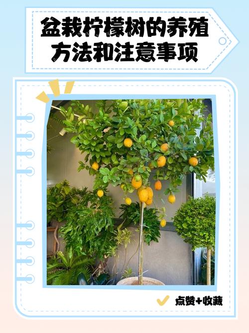 盆栽土壤酸度怎么快速增加?-第3张图片-吾爱花网 盆栽土壤酸度怎么快速增加?-第3张图片-吾爱花网