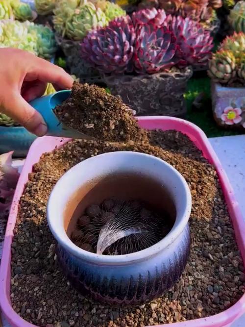 多肉适合什么土壤?-第3张图片-吾爱花网 多肉适合什么土壤?-第3张图片-吾爱花网