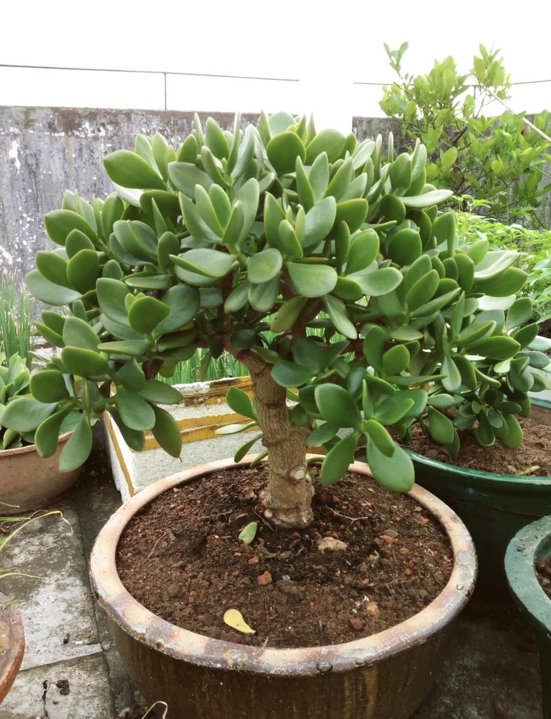 多肉树有哪些常见品种及图片？-第2张图片-吾爱花网