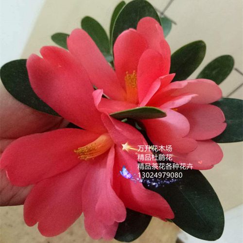 杜鹃茶花盆栽图片有哪些？-第3张图片-吾爱花网