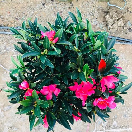 杜鹃茶花盆栽图片有哪些？-第1张图片-吾爱花网