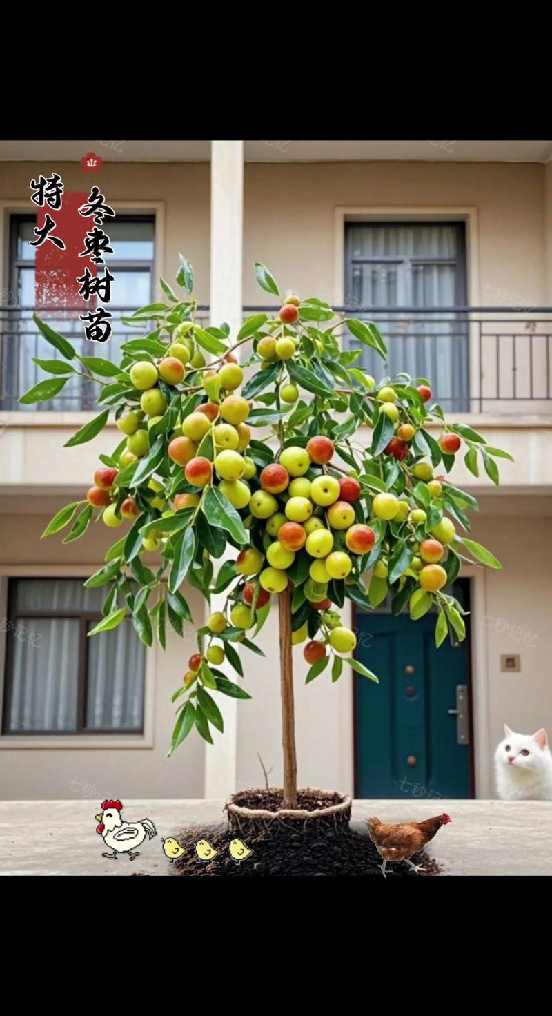 盆栽枣树可行吗？管理技巧有哪些？-第2张图片-吾爱花网