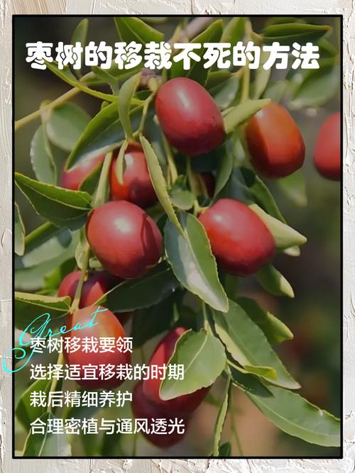 盆栽枣树可行吗？管理技巧有哪些？-第3张图片-吾爱花网