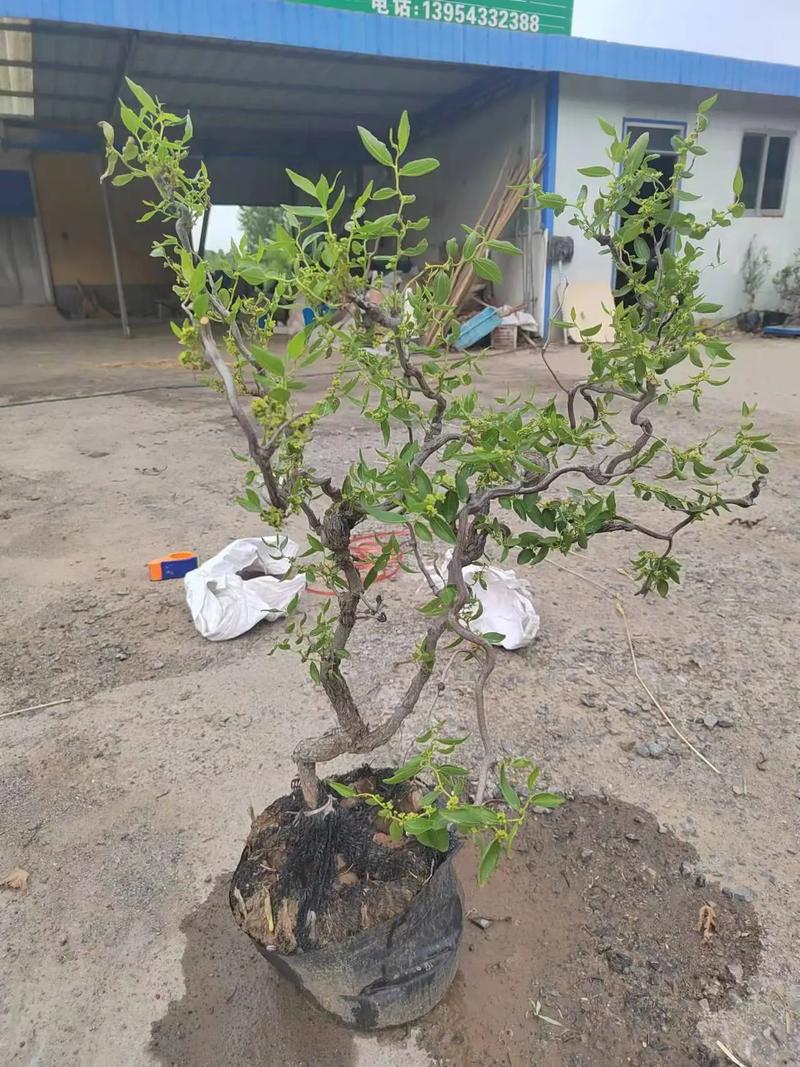 盆栽枣树可行吗？管理技巧有哪些？-第1张图片-吾爱花网