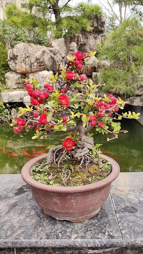 海棠盆栽用什么土最好？-第2张图片-吾爱花网