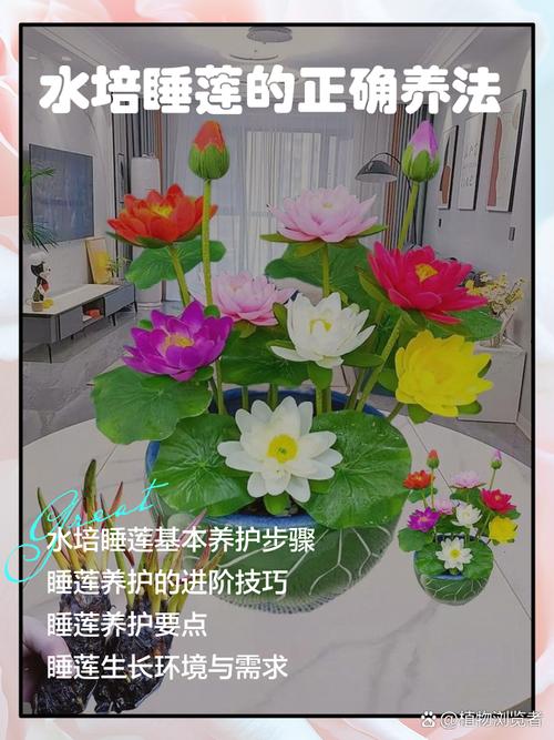 水培睡莲需天天换水吗？-第1张图片-吾爱花网