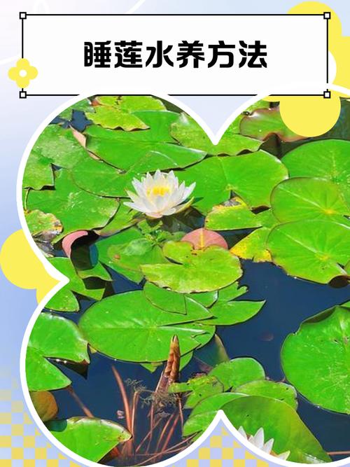 水培睡莲需天天换水吗？-第3张图片-吾爱花网