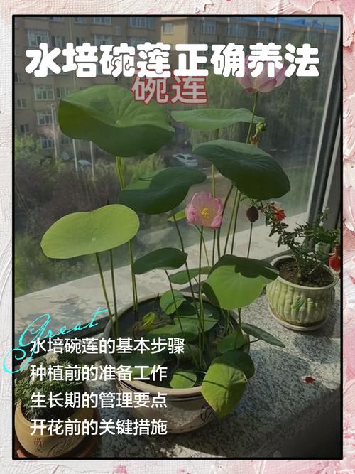 水培睡莲需天天换水吗？-第2张图片-吾爱花网