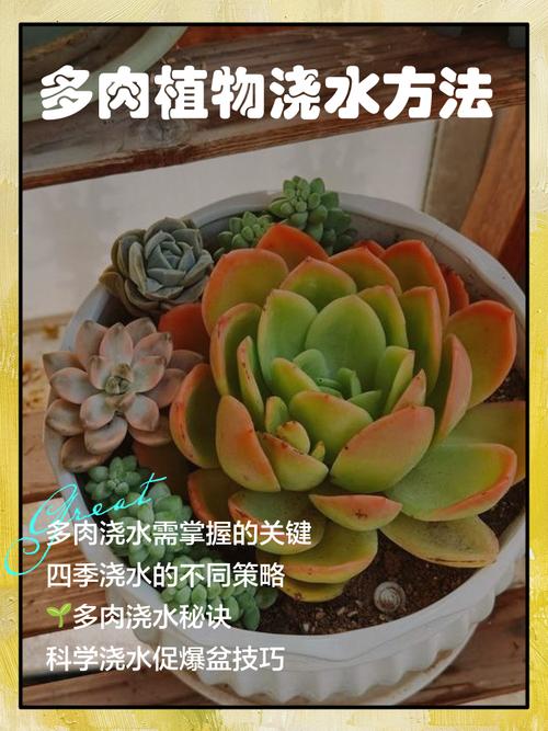 新手种多肉，首次浇水该咋办？-第1张图片-吾爱花网