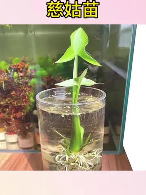 闲置鱼缸能改水培花盆吗？-第2张图片-吾爱花网