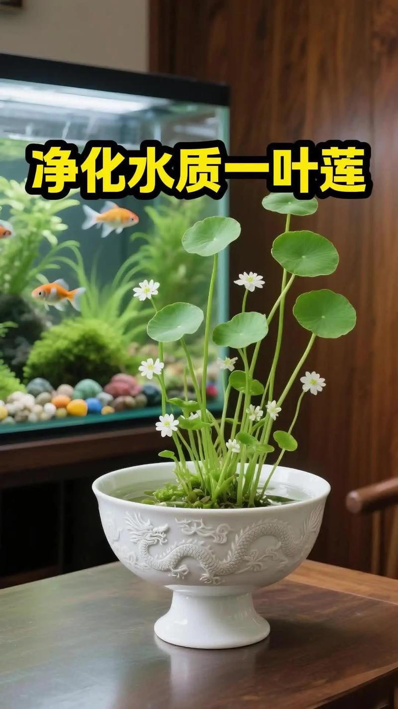 闲置鱼缸能改水培花盆吗？-第3张图片-吾爱花网