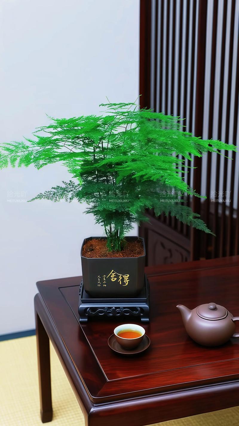 室内水培文竹无根能活吗？-第2张图片-吾爱花网