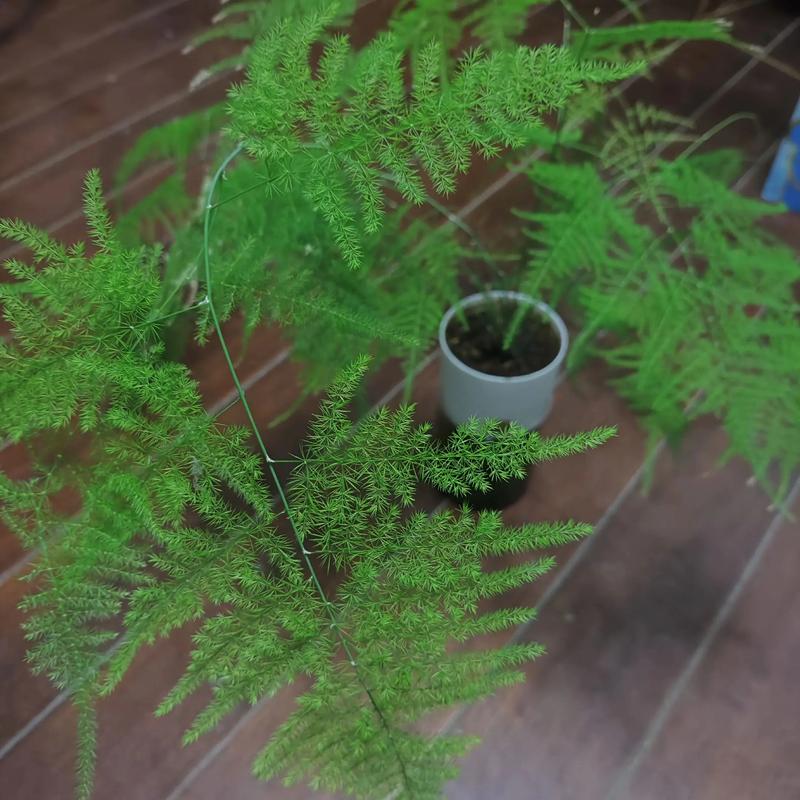 室内水培文竹无根能活吗？-第3张图片-吾爱花网