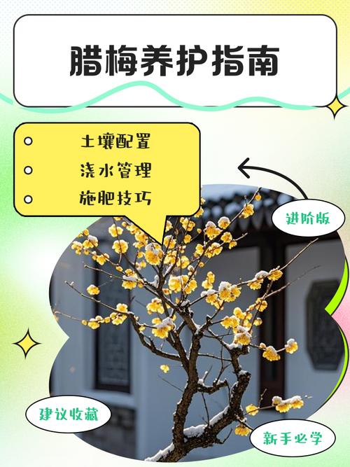 腊梅盆栽怎么养？繁育苗有哪些技巧？-第3张图片-吾爱花网