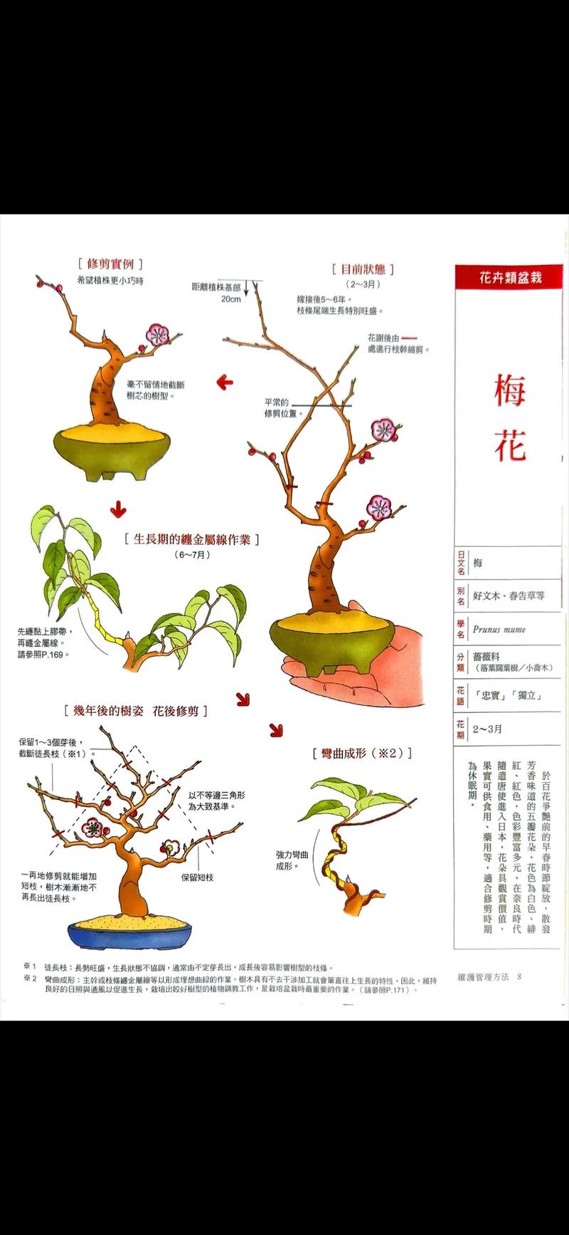 腊梅盆栽怎么养？繁育苗有哪些技巧？-第1张图片-吾爱花网