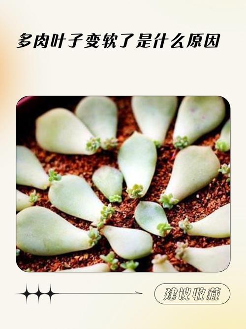 多肉叶子变软?缺水还是烂根了?-第1张图片-吾爱花网 多肉叶子变软?缺水还是烂根了?-第1张图片-吾爱花网