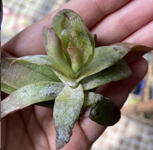 多肉叶子变软？缺水还是烂根了？-第3张图片-吾爱花网