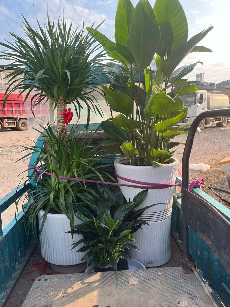 花卉盆栽电商批发平台靠谱吗？-第2张图片-吾爱花网