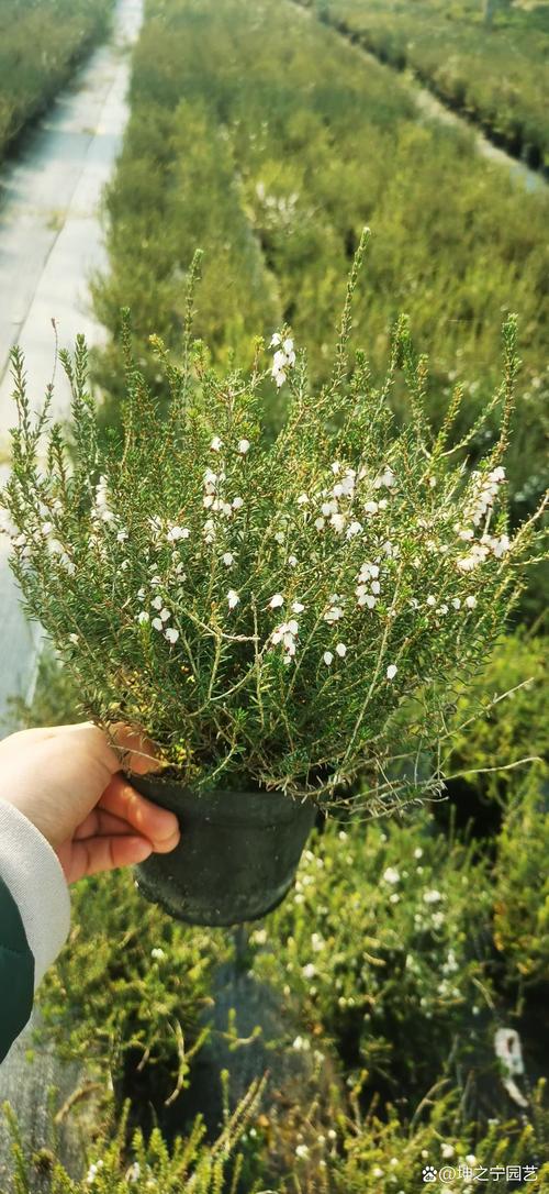 欧石楠盆栽使用什么土-第1张图片-吾爱花网