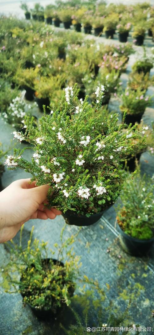 欧石楠盆栽使用什么土-第2张图片-吾爱花网