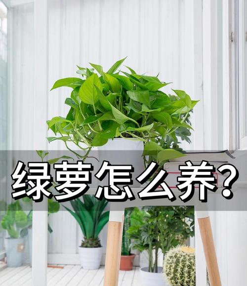 盆栽绿色植物怎么种？-第2张图片-吾爱花网