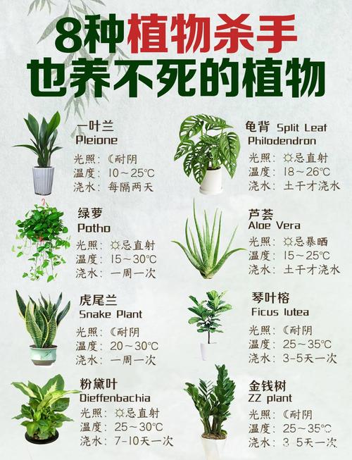 盆栽绿色植物怎么种？-第1张图片-吾爱花网