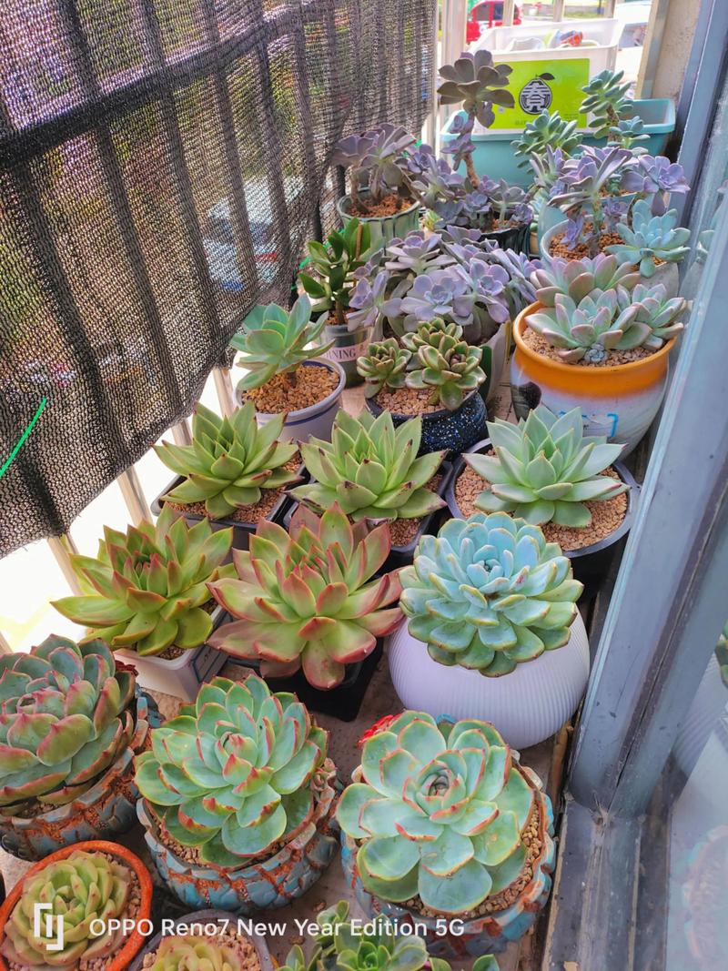 冬天南方多肉暴晒会伤吗？-第1张图片-吾爱花网