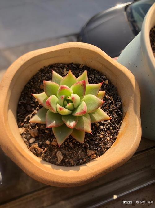 冬天南方多肉暴晒会伤吗？-第3张图片-吾爱花网