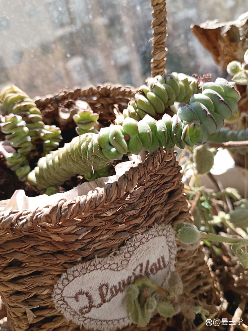 冬天南方多肉暴晒会伤吗？-第2张图片-吾爱花网