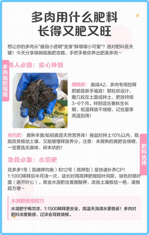 多肉肥料撒多少？怎么撒才正确？-第1张图片-吾爱花网