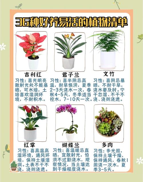 绿植盆栽名称大全有哪些常见品种?-第3张图片-吾爱花网 绿植盆栽名称大全有哪些常见品种?-第3张图片-吾爱花网