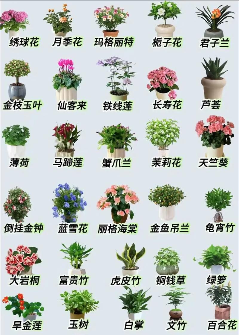 绿植盆栽名称大全有哪些常见品种?-第1张图片-吾爱花网 绿植盆栽名称大全有哪些常见品种?-第1张图片-吾爱花网