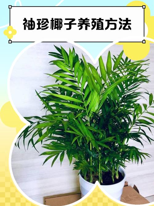 袖珍椰子能扦插繁殖吗？-第3张图片-吾爱花网