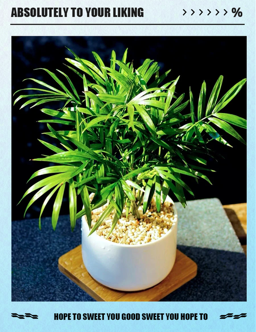 袖珍椰子能扦插繁殖吗？-第1张图片-吾爱花网