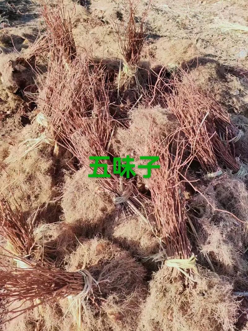 伊春盆栽苗木基地批发-第1张图片-吾爱花网