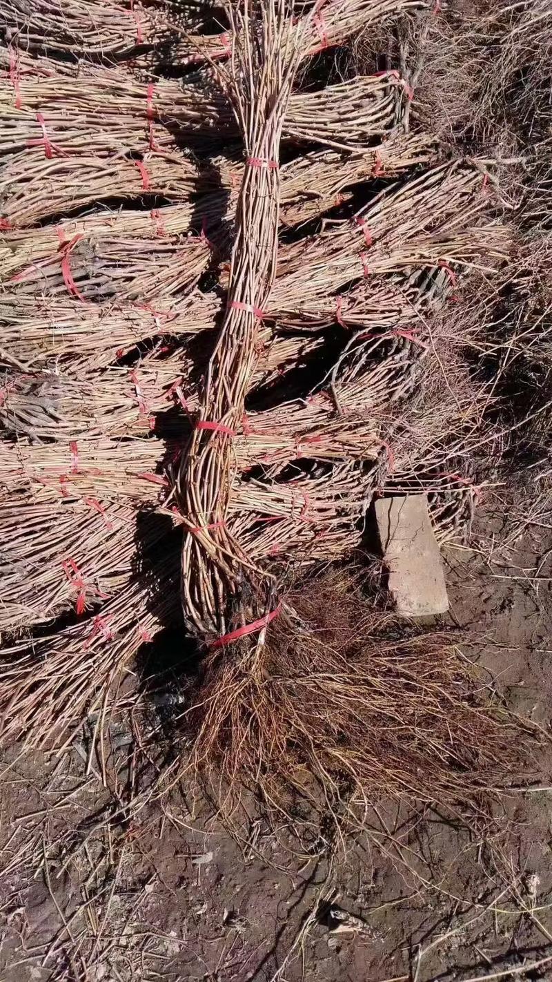 伊春盆栽苗木基地批发-第2张图片-吾爱花网