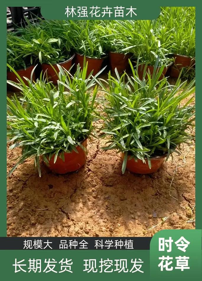 伊春盆栽苗木基地批发-第3张图片-吾爱花网